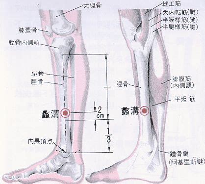 離溝穴|醫砭 » 經穴庫 » 蠡溝